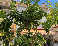 Objekte zum Wiederverkauf - Doppelhaus - Torrevieja - TORREVIEJA