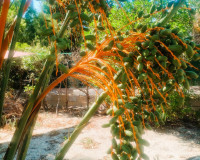 Objekte zum Wiederverkauf - Finca - Elche Pedanías - Elche/Elx