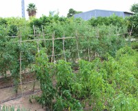 Sale - Chalet - Elche - Elche/Elx