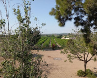 Sale - Country house - Daya Nueva
