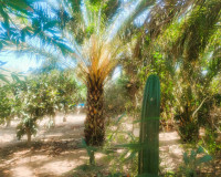 Sale - Finca - Elche Pedanías - Elche/Elx