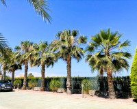 Sale - Finca - Elche Pedanías - Elche/Elx