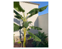 Sale - Villa / Detached - Ciudad Quesada - Quesada Center