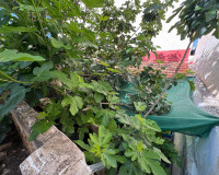 Venta - Casa - Benejúzar