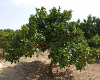 Venta - Casa de campo - Rojales