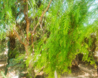 Venta - Finca - Elche Pedanías - Elche/Elx