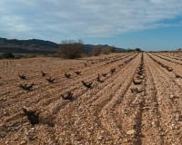 Venta - Land - Murcia