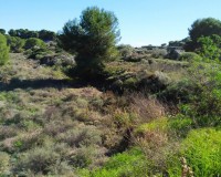 Venta - Parcela / Terreno - Pinar de Campoverde