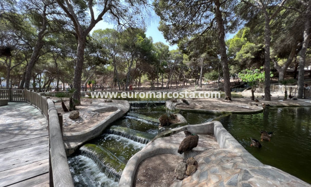 Sale - Study - Guardamar del Segura