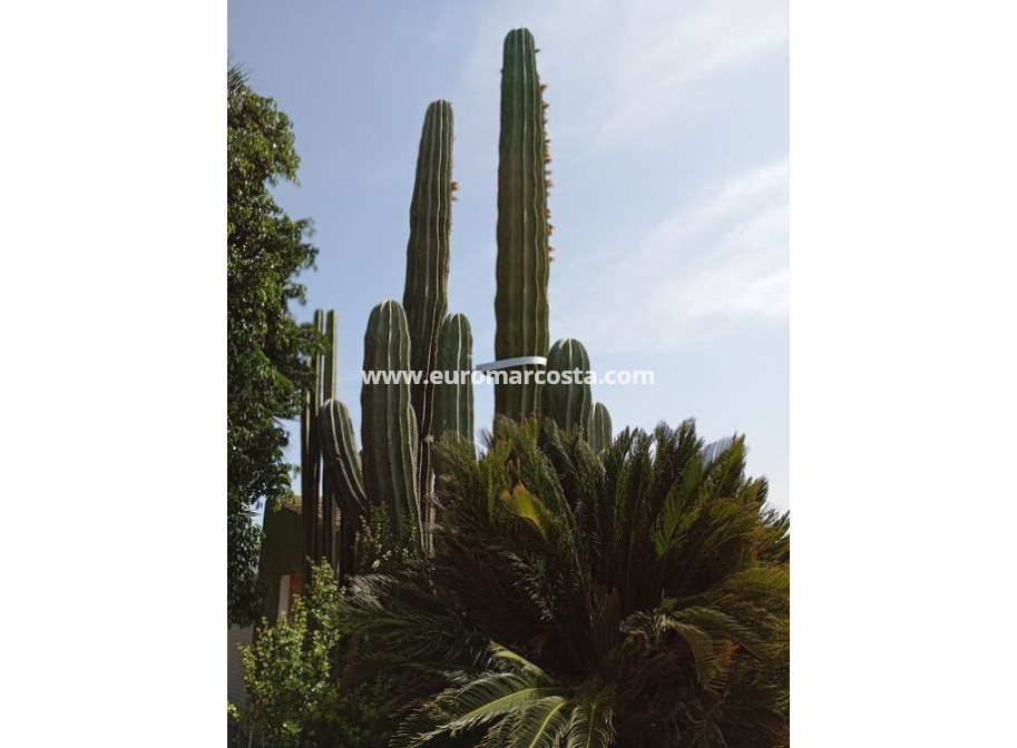 Venta - Casa de campo - Rojales