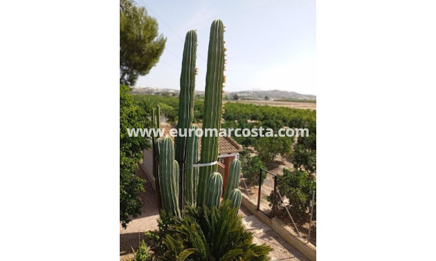 Venta - Casa de campo - Rojales