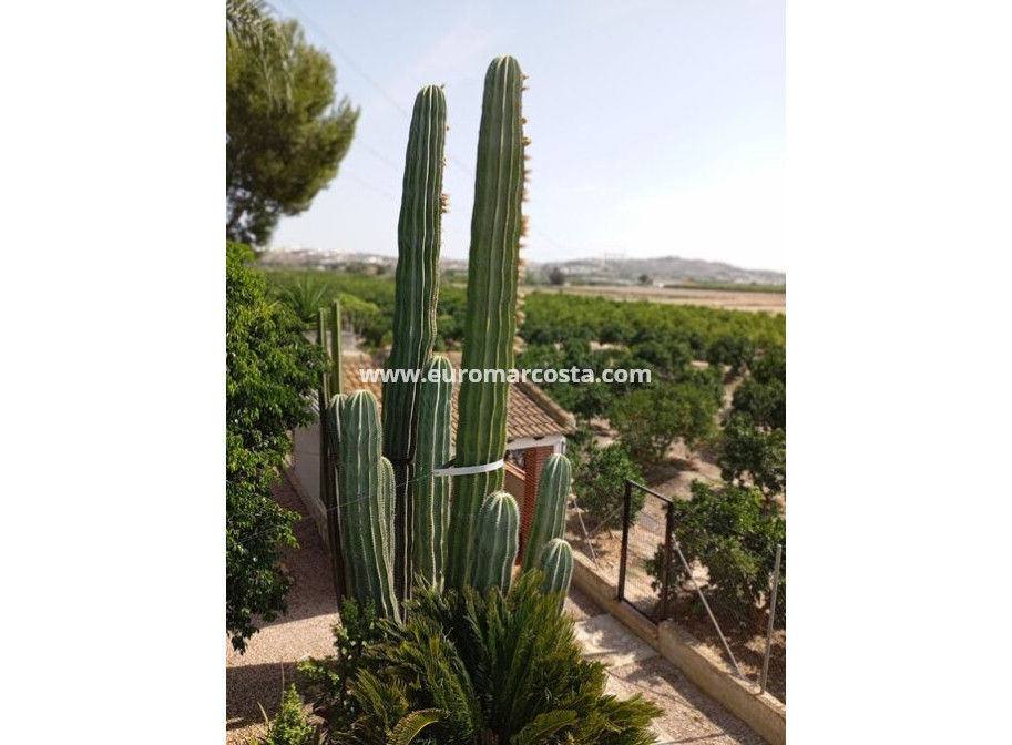Venta - Casa de campo - Rojales