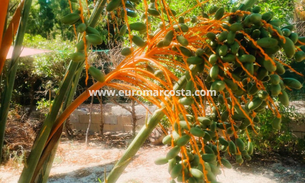 Objekte zum Wiederverkauf - Finca - Elche Pedanías - Elche/Elx