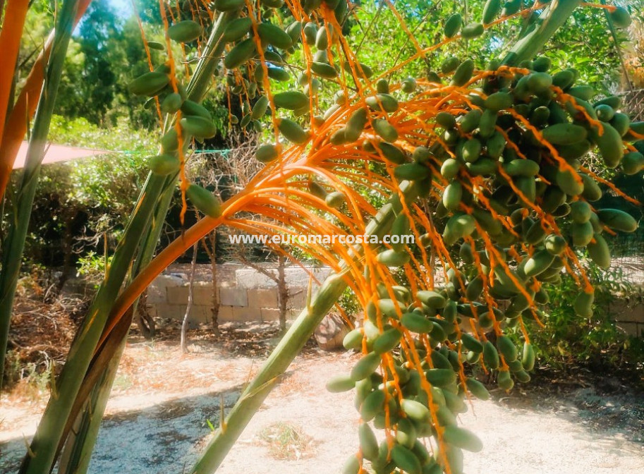 Objekte zum Wiederverkauf - Finca - Elche Pedanías - Elche/Elx