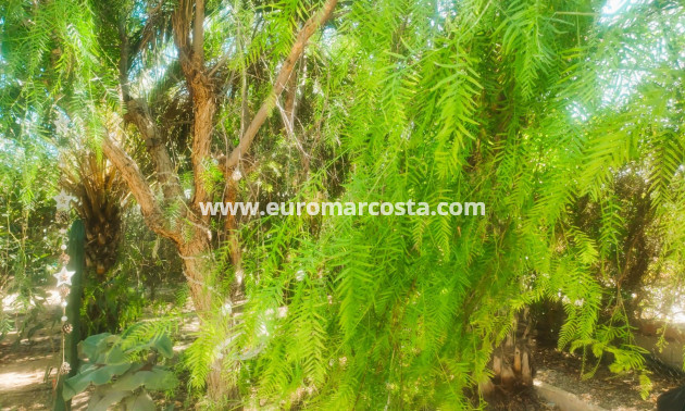 Objekte zum Wiederverkauf - Finca - Elche Pedanías - Elche/Elx