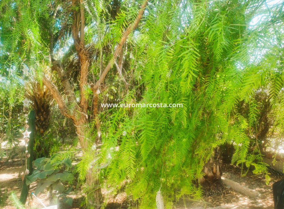 Objekte zum Wiederverkauf - Finca - Elche Pedanías - Elche/Elx