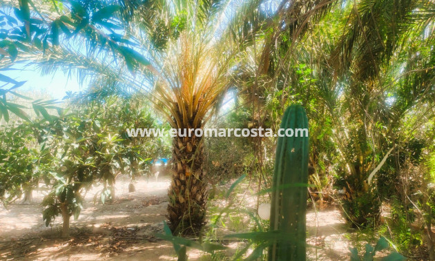 Objekte zum Wiederverkauf - Finca - Elche Pedanías - Elche/Elx