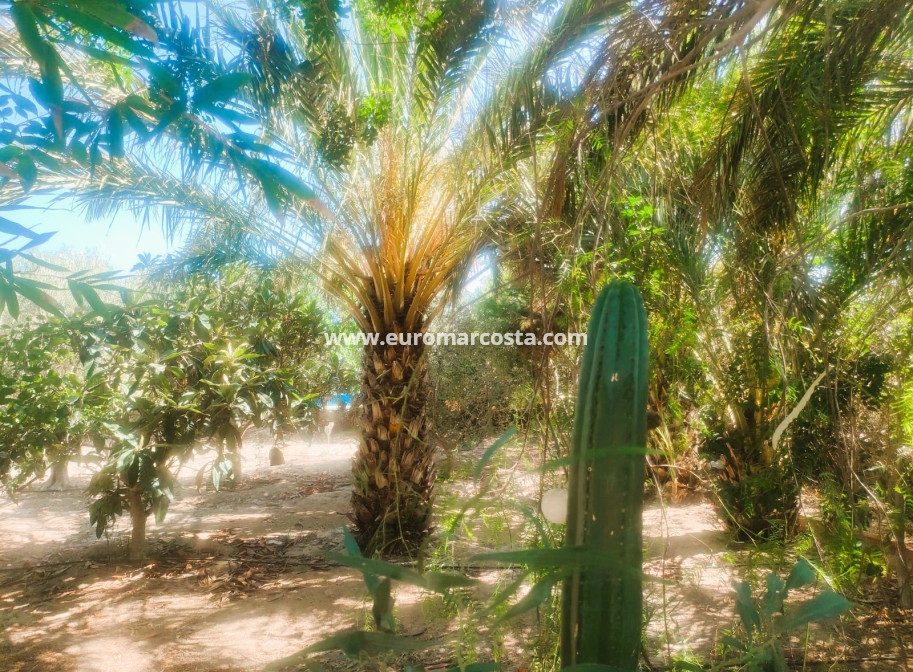 Objekte zum Wiederverkauf - Finca - Elche Pedanías - Elche/Elx