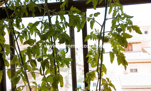 Objekte zum Wiederverkauf - Wohnstudio - La Mata