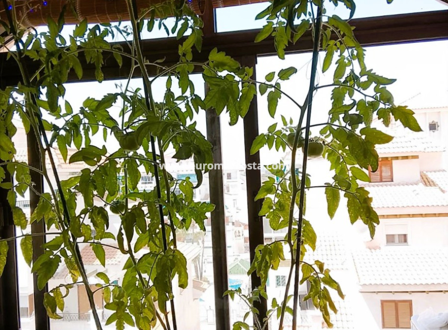 Objekte zum Wiederverkauf - Wohnstudio - La Mata