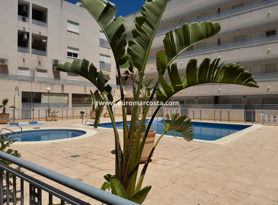 Venta - Apartamento / piso - Almoradi - Almoradí