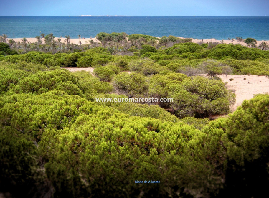 Venta - Apartamento / piso - Guardamar del Segura