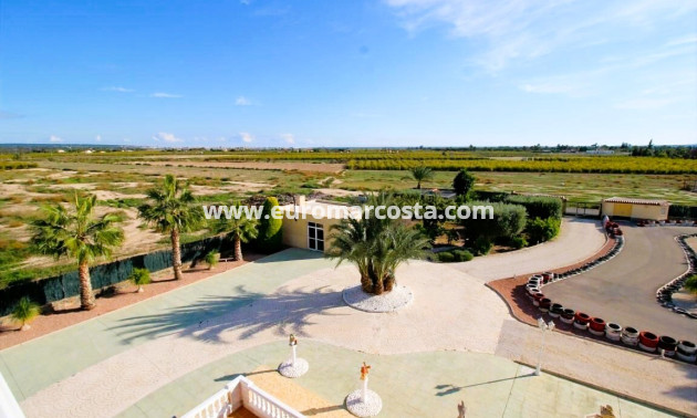Venta - Finca - Elche Pedanías - Elche/Elx