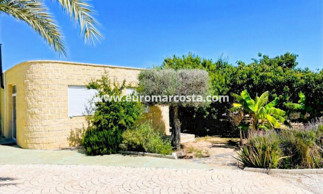 Venta - Finca - Elche Pedanías - Elche/Elx