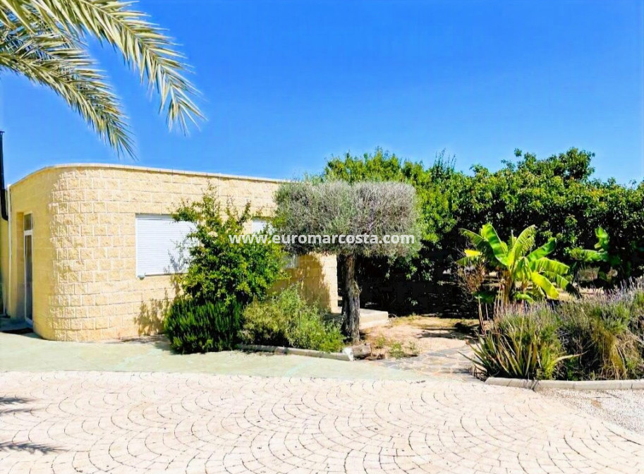 Venta - Finca - Elche Pedanías - Elche/Elx