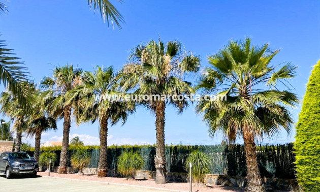 Venta - Finca - Elche Pedanías - Elche/Elx